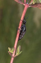 Black oil beetle (Meloe proscarabaeus), female, Valais, Switzerland, Europe