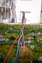 View of cables running through a flowering meadow, solar systems construction, crafts, Muehlacker,