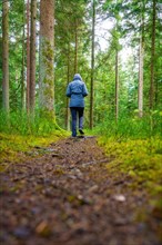 A person walks on a forest path surrounded by lush greenery, Calw, Black Forest, Germany, Europe