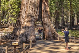 California Tunnel Tree, sequoia tree in Mariposa Grove, Yosemite National Park, California, United