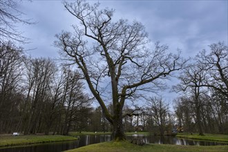 Trees by a pond in the castle park, Ludwigslust, Mecklenburg-Vorpommern, Germany, Europe