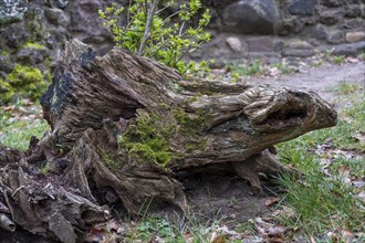 Tree stump with moss in the castle park, Ludwigslust, Mecklenburg-Vorpommern, Germany, Europe