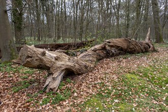 Fallen dead tree trunk in the castle park, Ludwigslust, Mecklenburg-Vorpommern, Germany, Europe
