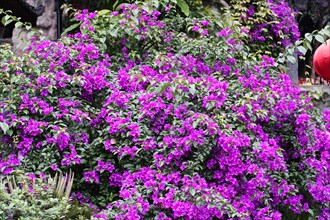Chongqing, Chongqing Province, China, Asia, Dense cluster of bright purple flowers in an outdoor