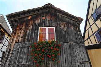 Eguisheim, Alsace, France, Europe, Detail of an old wooden house with window and orange flowers,