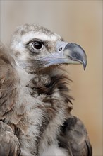 Black vulture or cinereous vulture (Aegypius monachus), portrait, captive, Germany, Europe