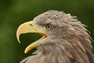 White-tailed eagle (Haliaeetus albicilla) calling, portrait, captive, Lower Saxony, Germany, Europe