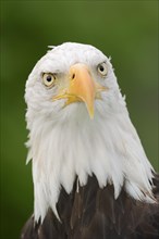 Bald eagle (Haliaeetus leucocephalus), portrait, captive, occurrence in North America
