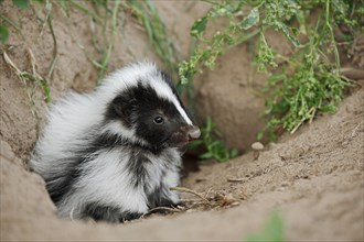 Striped skunk (Mephitis mephitis), juvenile at the burrow, captive, occurrence in North America