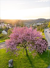 The golden rays of the setting sun illuminate a blossoming tree in a suburban street, spring, Calw,
