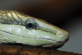 Sharp-headed snake or green snake (Gonyosoma oxycephalum), captive, occurring in Asia
