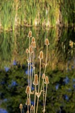 Wheat Ridge, Colorado, Wild teasel (Dipsacus fullonum) growing in a wetland in suburban Denver