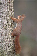 Eurasian red squirrel (Sciurus vulgaris), attentive, on a tree trunk, Dingdener Heide nature
