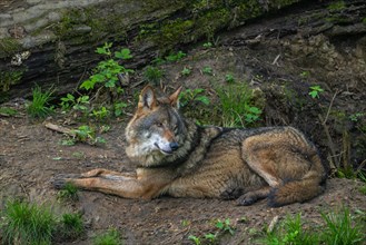 Eurasian wolf, grey wolf (Canis lupus lupus) resting at entrance of den in forest. Captive