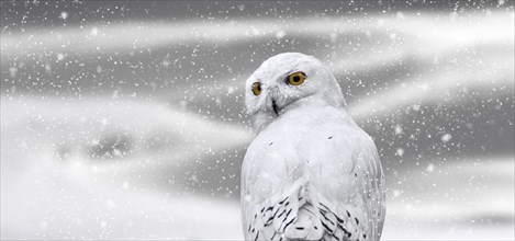 Snowy owl (Bubo scandiacus, Strix scandiaca) on the tundra during snow shower in winter, native to