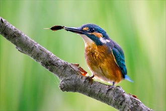 Common kingfisher (Alcedo atthis) juvenile, perched on branch over water of pond with caught water