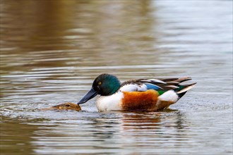 Northern shoveler (Spatula clypeata) male, drake mating with female in pond by forcing her