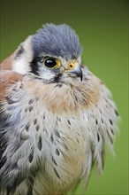 American Kestrel (Falco sparverius), male, portrait, captive, occurrence in North America