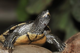 Mississippi Humpback Turtle (Graptemys pseudogeographica kohnii), captive, occurrence in North