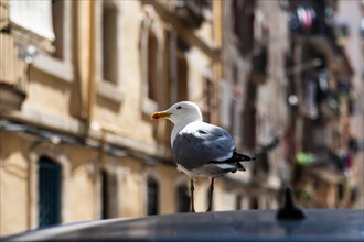 Seagull on a car roof in Barcelona, Spain, Europe
