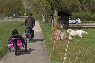 Guard dogs barking at passing cyclists, shepherd dogs, Elbe dyke near Bleckede, Lower Saxony,