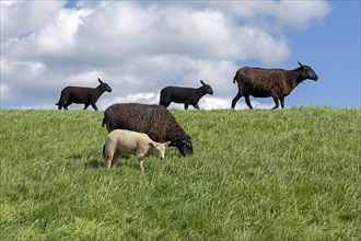 Ewes, lambs, black, sheep, Elbe dike near Bleckede, Lower Saxony, Germany, Europe