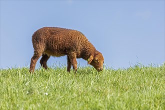 Lamb, brown, sheep, Elbe dyke near Bleckede, Lower Saxony, Germany, Europe