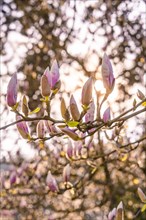 Budding magnolia blossoms against the light of a sunset, spring, Calw, Black Forest, Germany,
