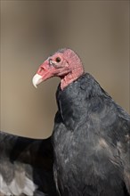Turkey vulture (Cathartes aura), portrait, captive, occurring in North and South America