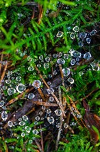 Close-up of a spider's web with glittering water droplets on a green background, Calw, Black