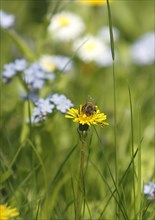 European honey bee (Apis mellifera), on common dandelion (Taraxacum officinale), North