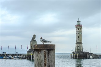 A seagull sits on a bollard in the harbour in the old town of Lindau (Lake Constance), Bavaria,