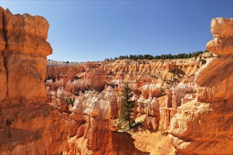 Queen's Garden Trail, Bryce Canyon, Bryce Canyon National Park, Colorado Plateau, Utah, United
