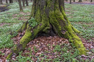 Moss-covered roots on a tree, deciduous leaves, palace gardens, Ludwigslust,