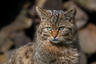 European wildcat, wild cat (Felis silvestris silvestris) close-up portrait in front of wood pile in