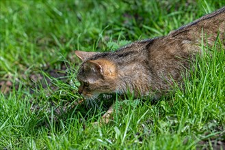 Hunting European wildcat, wild cat (Felis silvestris silvestris) stalking mouse prey in meadow,