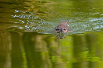Eurasian otter, European river otter (Lutra lutra) swimming in pond, stream