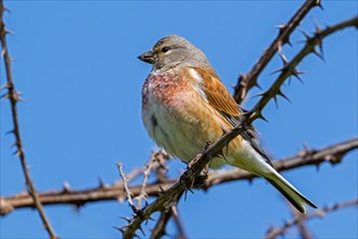 Common linnet (Linaria cannabina, Carduelis cannabina) male in breeding plumage perched in thorn