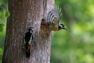 Great spotted woodpecker (Dendrocopos major) male and female leaving nest in tree trunk in forest