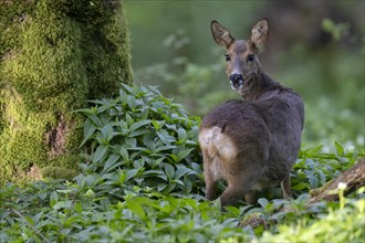 Deer, Wittlich, Eifel, Rhineland-Palatinate, Germany, Europe