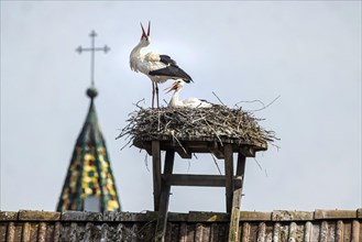Storks nesting on a roof, Beuren an der Aach, Singen (Hohentwiel), Baden-Wuerttemberg, Germany,