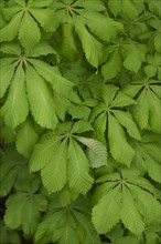 Green chestnut leaves in spring, sample, April, horse chestnut (Aesculus hippocastanum),