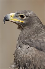 Steppe eagle (Aquila nipalensis), portrait, captive, occurrence in Asia
