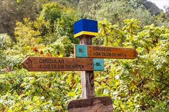Trail signs in the Laurisilva forest of Los tilos de Moya in Doramas, Gran Canaria