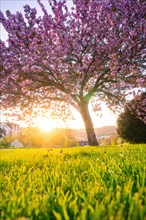A blossoming tree at sunset with a bright pink colour scheme, spring, Calw, Black Forest, Germany,