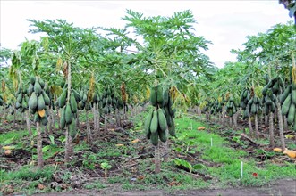 On the road near Rivas, papaya trees laden with fruit on an agricultural farm, Nicaragua, Central