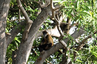 Granada, Nicaragua, monkey on the branches of a tree, surrounded by dense foliage, Central America,