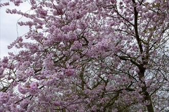 Blossoming cherry tree, ornamental cherry, in the castle park, Ludwigslust, Mecklenburg-Vorpommern,