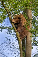 European brown bear (Ursus arctos) climbing tree in forest in evening light