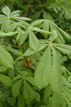 Development process of the horse chestnut (Aesculus hippocastanum) in spring, chestnut, chestnut